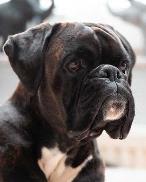 Boxer Hund Ben